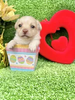 Tommy, a male Chihuahua for sale in Alief, TX – Photo 2 of 5