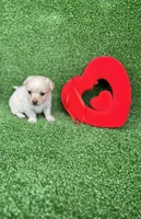 Tommy, a male Chihuahua for sale in Alief, TX – Photo 5 of 5