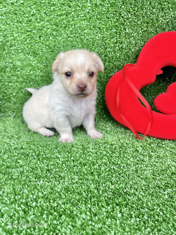 Tommy – Chihuahua puppy for sale in Alief, TX
