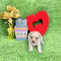 Tommy, a male Chihuahua for sale in Alief, TX – Photo 4 of 5