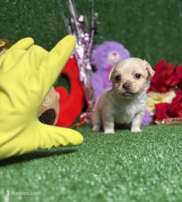 Tommy – Chihuahua puppy for sale in Alief, TX