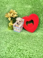 Tommy, a male Chihuahua for sale in Alief, TX – Photo 3 of 5