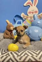 Tommy, a male Chihuahua for sale in Alief, TX – Photo 1 of 4