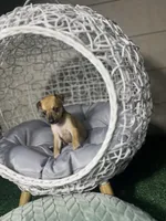 Tommy, a male Chihuahua for sale in Alief, TX – Photo 4 of 4