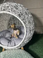 Tommy, a male Chihuahua for sale in Alief, TX – Photo 3 of 4