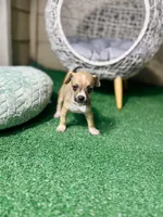 Hank, a male Chihuahua for sale in Alief, TX – Photo 7 of 10