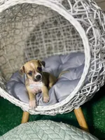 Hank, a male Chihuahua for sale in Alief, TX – Photo 5 of 10