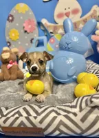 Hank, a male Chihuahua for sale in Alief, TX – Photo 1 of 10