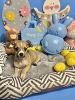 Hank, a male Chihuahua for sale in Alief, TX – Photo 4 of 10