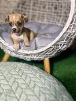 Hank, a male Chihuahua for sale in Alief, TX – Photo 6 of 10