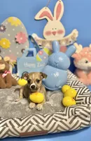 Hank, a male Chihuahua for sale in Alief, TX – Photo 3 of 10