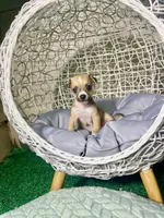 Hank, a male Chihuahua for sale in Alief, TX – Photo 9 of 10