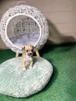 Hank, a male Chihuahua for sale in Alief, TX – Photo 10 of 10