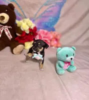 Midnight, a male Chihuahua for sale in Alief, TX – Photo 6 of 7