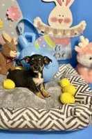 Midnight, a male Chihuahua for sale in Alief, TX – Photo 1 of 7