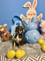 Midnight, a male Chihuahua for sale in Alief, TX – Photo 3 of 7