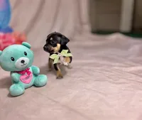 Midnight, a male Chihuahua for sale in Alief, TX – Photo 7 of 7