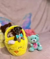 Midnight, a male Chihuahua for sale in Alief, TX – Photo 5 of 7