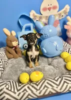 Midnight, a male Chihuahua for sale in Alief, TX – Photo 2 of 7