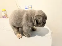 Sub Zero-Lilac & Tan Big-Rope French Bulldog Fluffy Carrier Male, a male French Bulldog for sale in Washington, DC – 2 of 10