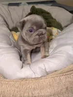 Sub Zero-Lilac & Tan Big-Rope French Bulldog Fluffy Carrier Male, a male French Bulldog for sale in Washington, DC – 7 of 10