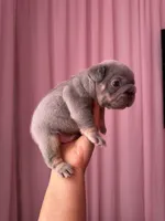 Sub Zero-Lilac & Tan Big-Rope French Bulldog Fluffy Carrier Male, a male French Bulldog for sale in Washington, DC – 4 of 10