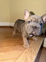 Noelle Bell Big rope fluffy carrier carrying testable chocolate , a female French Bulldog for sale in Washington, DC – 5 of 10