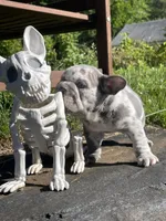 Harvey Dent aka Two-Face, a male French Bulldog for sale in Washington, DC – 3 of 10