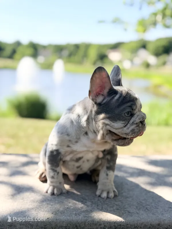 Iceman(FaceTime available) – French Bulldog puppy for sale in Washington, DC