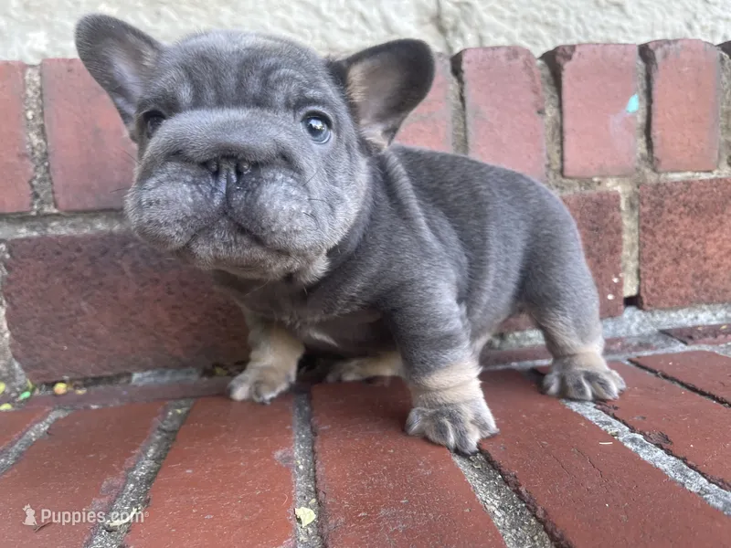 Machop – French Bulldog puppy for sale in Waldorf, MD