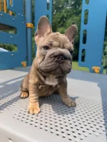 Noelle Bell Big rope fluffy carrier(FaceTime Available), a female French Bulldog for sale in Washington, DC – 4 of 10