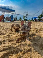 Iceman(FaceTime available) pink carrier confirmed(n/A), a male French Bulldog for sale in Washington, DC – 10 of 10