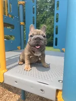 Noelle Bell Big rope fluffy carrier(FaceTime Available), a female French Bulldog for sale in Washington, DC – 2 of 10