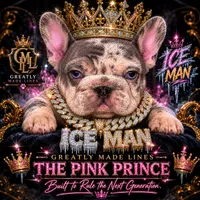 Iceman(FaceTime available) pink carrier confirmed(n/A), a male French Bulldog for sale in Washington, DC – 6 of 9
