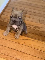 Noelle Bell Big rope fluffy carrier carrying testable chocolate , a female French Bulldog for sale in Washington, DC – 7 of 10