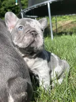 Harvey Dent aka Two-Face, a male French Bulldog for sale in Washington, DC – 8 of 10
