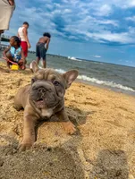 Noelle Bell Big rope fluffy carrier(FaceTime Available), a female French Bulldog for sale in Washington, DC – 3 of 10