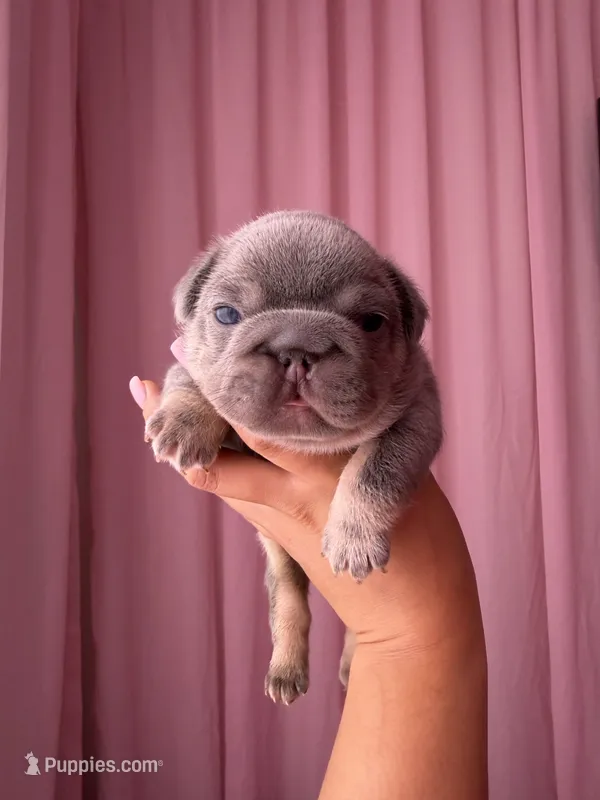 Sub Zero-Lilac & Tan Big-Rope French Bulldog Fluffy Carrier Male – French Bulldog puppy for sale in Washington, DC