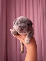 Sub Zero-Lilac & Tan Big-Rope French Bulldog Fluffy Carrier Male, a male French Bulldog for sale in Washington, DC – 1 of 10
