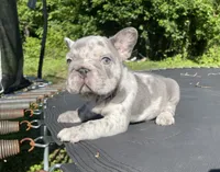 Harvey Dent aka Two-Face, a male French Bulldog for sale in Washington, DC – 5 of 10