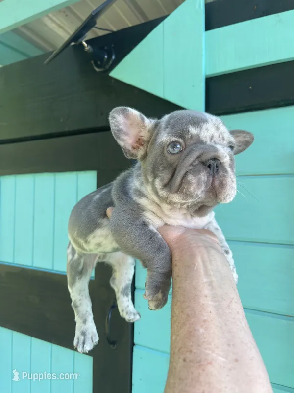 Harvey Dent aka Two-Face – French Bulldog puppy for sale in Washington, DC
