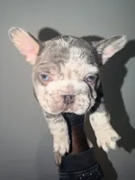 Tankson, a male French Bulldog for sale in Waldorf, MD – 10 of 10