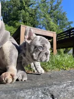 Harvey Dent aka Two-Face, a male French Bulldog for sale in Washington, DC – 7 of 10