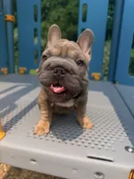 Noelle Bell Big rope fluffy carrier(FaceTime Available), a female French Bulldog for sale in Washington, DC – 1 of 10