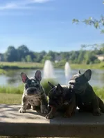 Iceman(FaceTime available) pink carrier confirmed(n/A), a male French Bulldog for sale in Washington, DC – 9 of 9