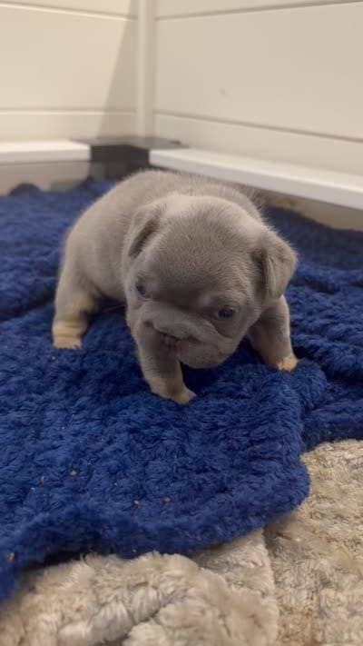 Sub Zero-Lilac & Tan Big-Rope French Bulldog Fluffy Carrier Male, a male French Bulldog for sale in Washington, DC – 10 of 10