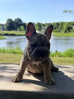 Noelle Bell Big rope fluffy carrier(FaceTime Available), a female French Bulldog for sale in Washington, DC – 2 of 7