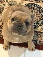 Noelle Bell Big rope fluffy carrier carrying testable chocolate , a female French Bulldog for sale in Washington, DC – 9 of 10