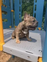 Noelle Bell Big rope fluffy carrier(FaceTime Available), a female French Bulldog for sale in Washington, DC – 8 of 10