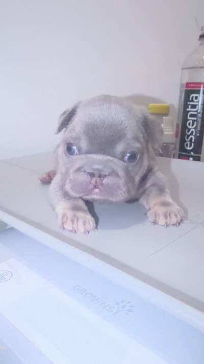 Sub Zero-Lilac & Tan Big-Rope French Bulldog Fluffy Carrier Male, a male French Bulldog for sale in Washington, DC – 9 of 10